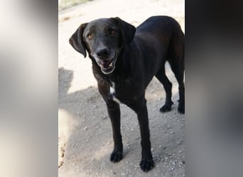 Chelion, geb. ca. 11/2018, lebt in GRIECHENLAND, im städt. Tierheim Serres