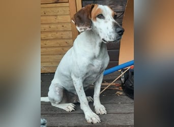 Zack, geb. ca. 10/2022, lebt auf einer Pflegestelle in 23556 Lübeck