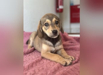Lotte, geb. ca. 05/2026, lebt in GRIECHENLAND, im städt. Tierheim Serres