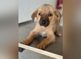 Ronja, geb. ca. 04/2026, lebt in GRIECHENLAND, auf einer privaten Pflegestelle