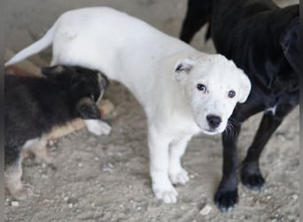 Yaspi, geb. ca. 01/2026, lebt in GRIECHENLAND, auf einer privaten Pflegestelle