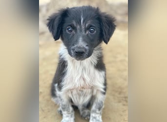 Vayla, geb. ca. 10/2025, lebt in GRIECHENLAND, auf einer privaten Pflegestelle