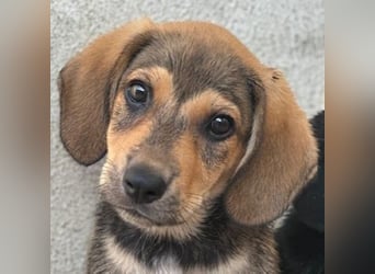 Lenny, geb. ca. 05/2026, lebt in GRIECHENLAND, im städt. Tierheim Serres