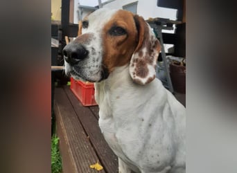 Zack, geb. ca. 10/2022, lebt auf einer Pflegestelle in 23556 Lübeck