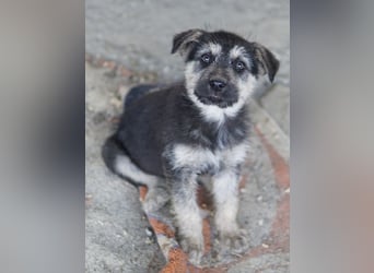 Hossam, geb. ca. 01/2026, lebt in GRIECHENLAND, auf einer privaten Pflegestelle