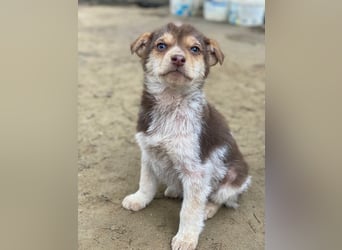 Krysante, geb. ca. 10/2025, lebt in GRIECHENLAND, auf einer privaten Pflegestelle