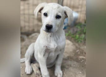 Mochina, geb. ca. 01/2026, lebt in GRIECHENLAND, auf einer privaten Pflegestelle