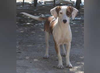 Nivara, geb. ca. 11/2024, lebt in GRIECHENLAND, auf einer privaten Pflegestelle