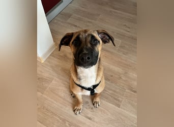 Dickie, geb. ca. 11/2025, lebt bei einer Familie in 46236 Bottrop