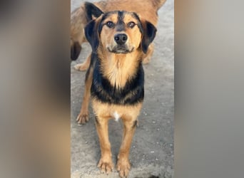 Rockie, geb. ca. 07/2025, lebt in GRIECHENLAND, im städt. Tierheim Serres