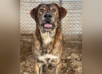 Fiyero, geb. ca. 07/2025, lebt in GRIECHENLAND, im städt. Tierheim Serres