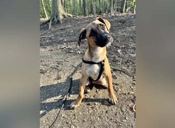 Dickie, geb. ca. 11/2025, lebt bei einer Familie in 46236 Bottrop