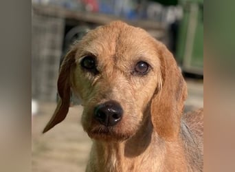 Tharu, geb. ca. 01/2024, lebt in GRIECHENLAND, im städt. Tierheim Serres, Vermittlungshilfe