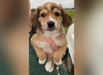 Barnes, geb. ca. 10/2025, lebt in GRIECHENLAND, im städt. Tierheim Serres