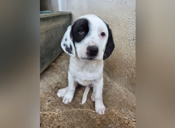 Dani, geb. ca. 02/2026, lebt in GRIECHENLAND, im städt. Tierheim Serres