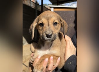 Lurelia, geb. 12/2025, lebt in GRIECHENLAND, auf einer privaten Pflegestelle