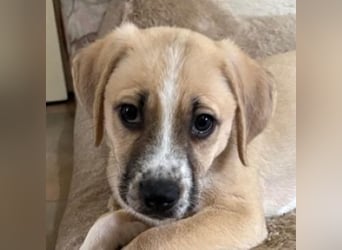 Cola, geb. ca. 11/2025, lebt in GRIECHENLAND, auf einer privaten Pflegestelle