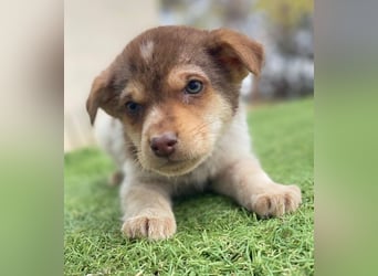 Krysante, geb. ca. 10/2025, lebt in GRIECHENLAND, auf einer privaten Pflegestelle