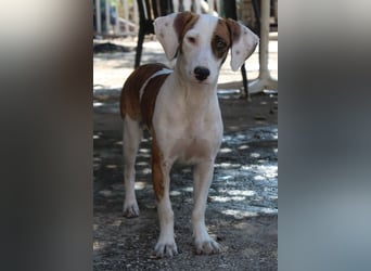 Nivara, geb. ca. 11/2024, lebt in GRIECHENLAND, auf einer privaten Pflegestelle