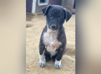 Altor, geb. ca. 10/2025, lebt in GRIECHENLAND, auf einer privaten Pflegestelle