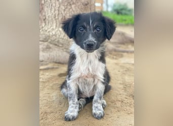 Vayla, geb. ca. 10/2025, lebt in GRIECHENLAND, auf einer privaten Pflegestelle