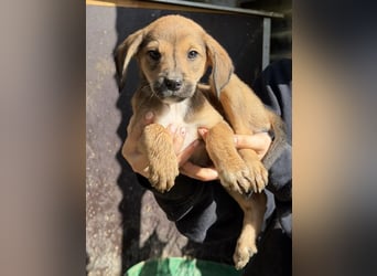 Lurelia, geb. 12/2025, lebt in GRIECHENLAND, auf einer privaten Pflegestelle