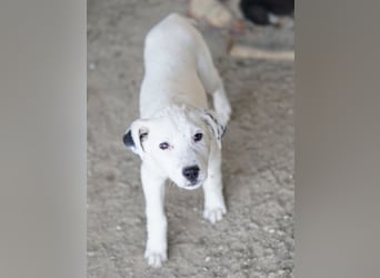 Yaspi, geb. ca. 01/2026, lebt in GRIECHENLAND, auf einer privaten Pflegestelle