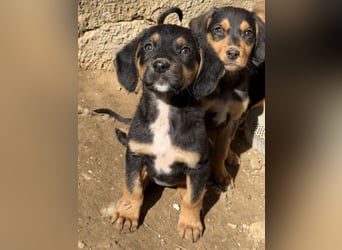 Loxie, geb. 12/2025, lebt in GRIECHENLAND, auf einer privaten Pflegestelle