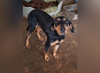 Frida, geb. ca. 01/2025, lebt in GRIECHENLAND, auf einer privaten Pflegestelle