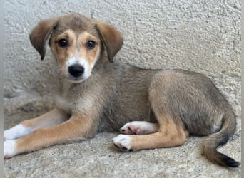 Louis, geb. ca. 04/2026, lebt in GRIECHENLAND, im städt. Tierheim Serres