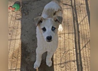 Maple, geb. ca. 12/2025, lebt auf einer Pflegestelle in 52531 Übach-Palenberg