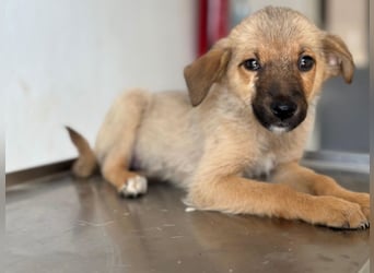 Ronja, geb. ca. 04/2026, lebt in GRIECHENLAND, auf einer privaten Pflegestelle