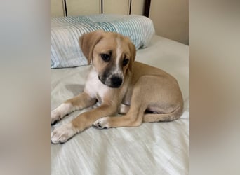 Cola, geb. ca. 11/2025, lebt in GRIECHENLAND, auf einer privaten Pflegestelle