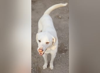 Gianna, geb. ca. 02/2022, lebt in GRIECHENLAND, im städt. Tierheim Serres
