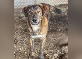 Fiyero, geb. ca. 07/2025, lebt in GRIECHENLAND, im städt. Tierheim Serres