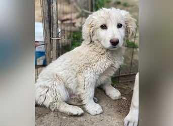 Tiramisu, geb. ca. 01/2026, lebt in GRIECHENLAND, auf einer privaten Pflegestelle