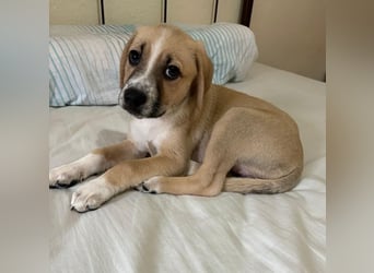 Cola, geb. ca. 11/2025, lebt in GRIECHENLAND, auf einer privaten Pflegestelle