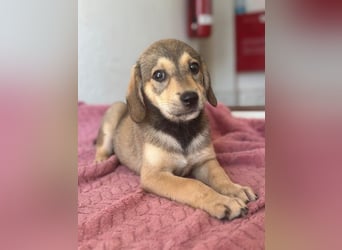 Lotte, geb. ca. 05/2026, lebt in GRIECHENLAND, im städt. Tierheim Serres