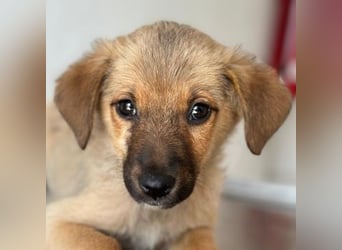 Ronja, geb. ca. 04/2026, lebt in GRIECHENLAND, auf einer privaten Pflegestelle