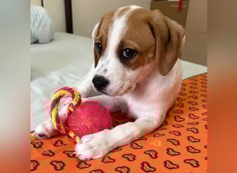 Sprite, geb. ca. 11/2025, lebt in GRIECHENLAND, auf einer privaten Pflegestelle