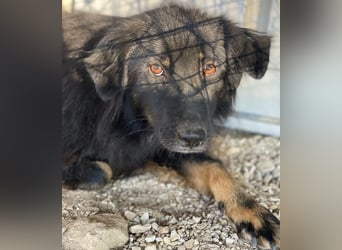 Kayra, geb. ca. 09/2018, lebt in GRIECHENLAND, im städt. Tierheim Serres