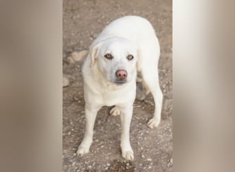 Gianna, geb. ca. 02/2022, lebt in GRIECHENLAND, im städt. Tierheim Serres