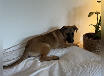 Dickie, geb. ca. 11/2025, lebt bei einer Familie in 46236 Bottrop