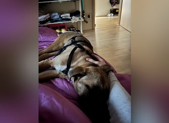 Dickie, geb. ca. 11/2025, lebt bei einer Familie in 46236 Bottrop