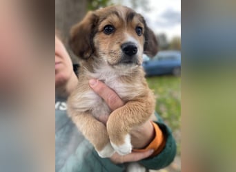 Barnes, geb. ca. 10/2025, lebt in GRIECHENLAND, im städt. Tierheim Serres