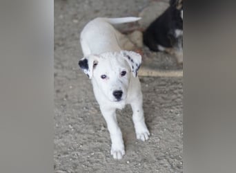 Yaspi, geb. ca. 01/2026, lebt in GRIECHENLAND, auf einer privaten Pflegestelle