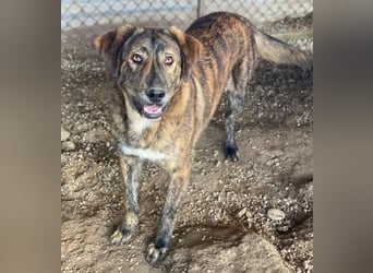 Fiyero, geb. ca. 07/2025, lebt in GRIECHENLAND, im städt. Tierheim Serres