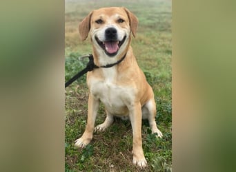 Cece, geb. ca. 12/2019, lebt in GRIECHENLAND, im städt. Tierheim Serres
