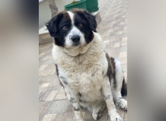 Linda, geb. ca. 09/2015, lebt in GRIECHENLAND, auf einer privaten Pflegestelle