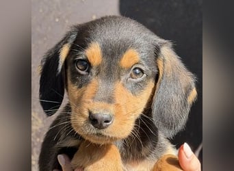 Lior, geb. ca. 12/2025, lebt in GRIECHENLAND, auf einer privaten Pflegestelle